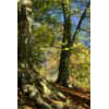 Wf0_Sunlit Trees, Strid Wood